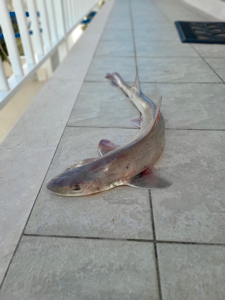 shark