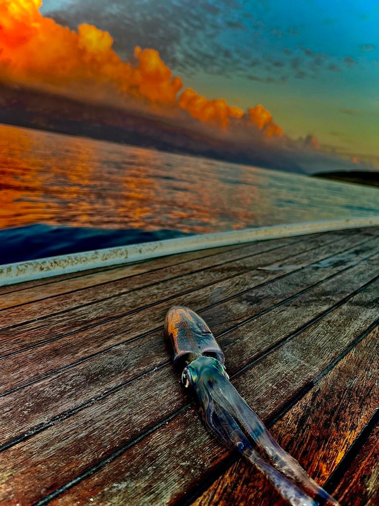 squid on the boat in the sunset