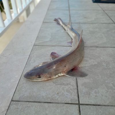 shark